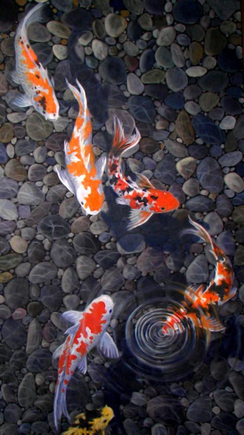 live koi pond wallpaper