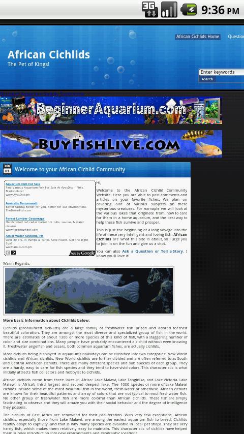 African Cichlids Pet of Kings