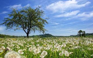 5D dandelion