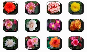 New Begonia Flowers Onet Game