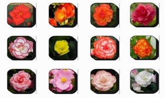 New Begonia Flowers Onet Game