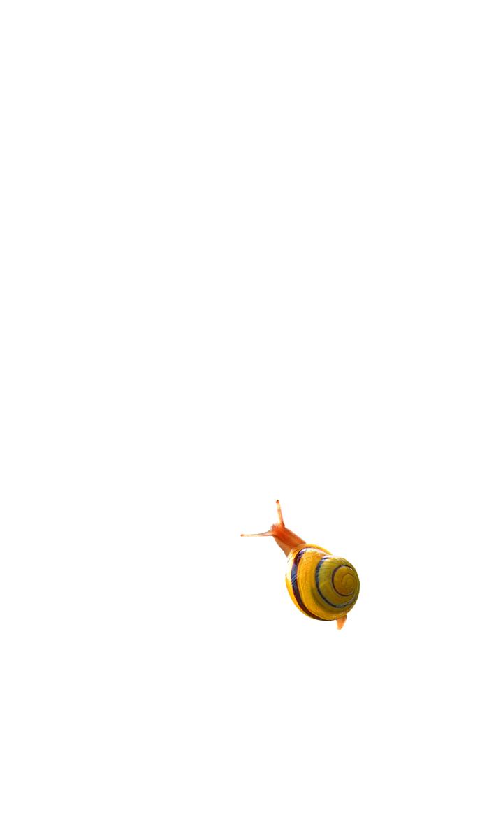 Snail simulator