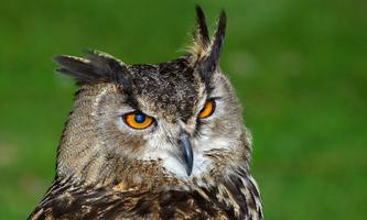 Owl Wallpapers