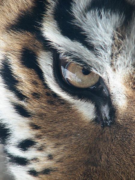 Tiger Wallpaper HD
