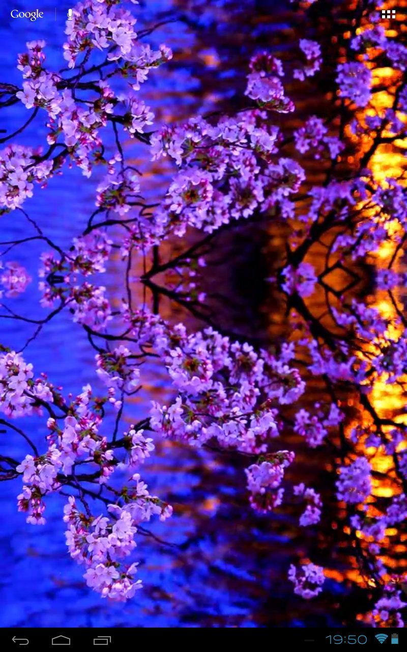 Evening Sakura at a Kyoto Pond