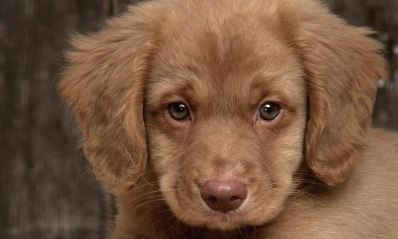 Cute dogs wallpapers