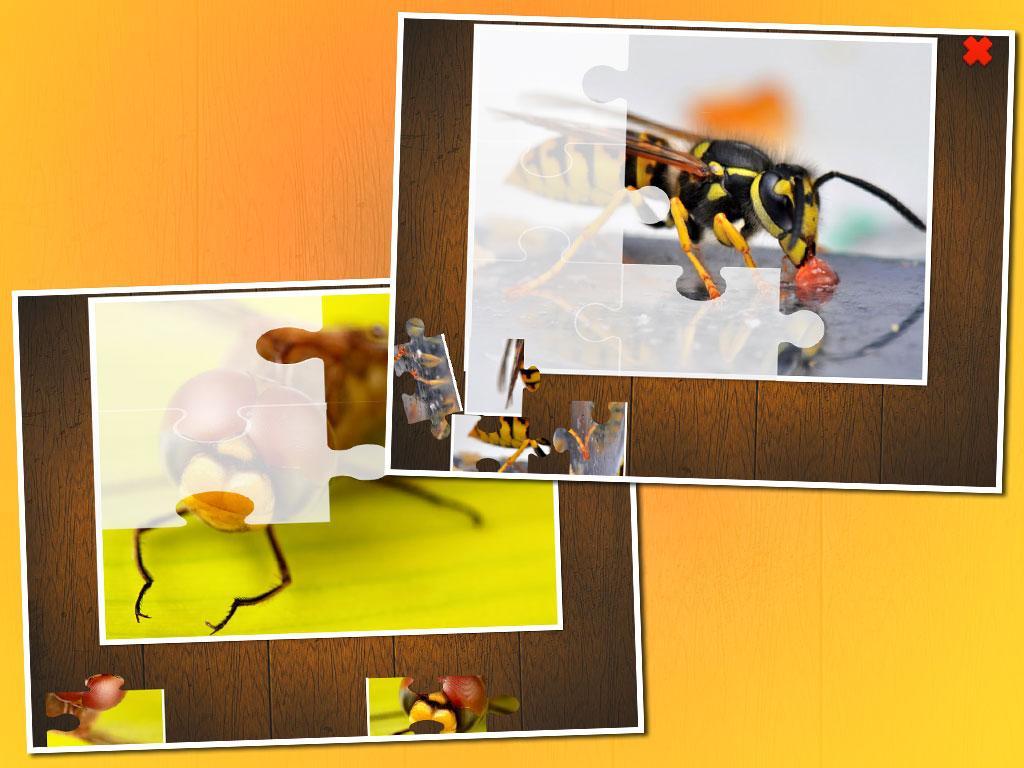 Insects Puzzle