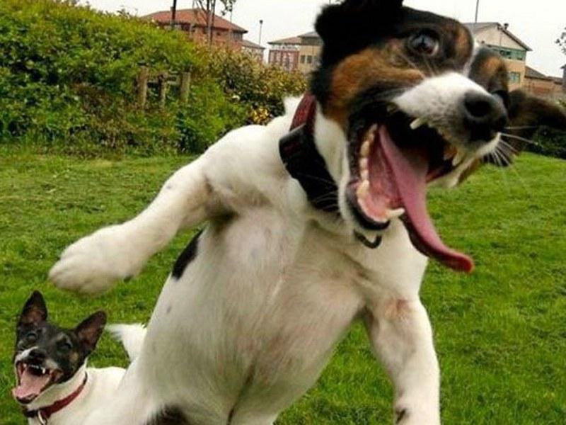 Come Dog