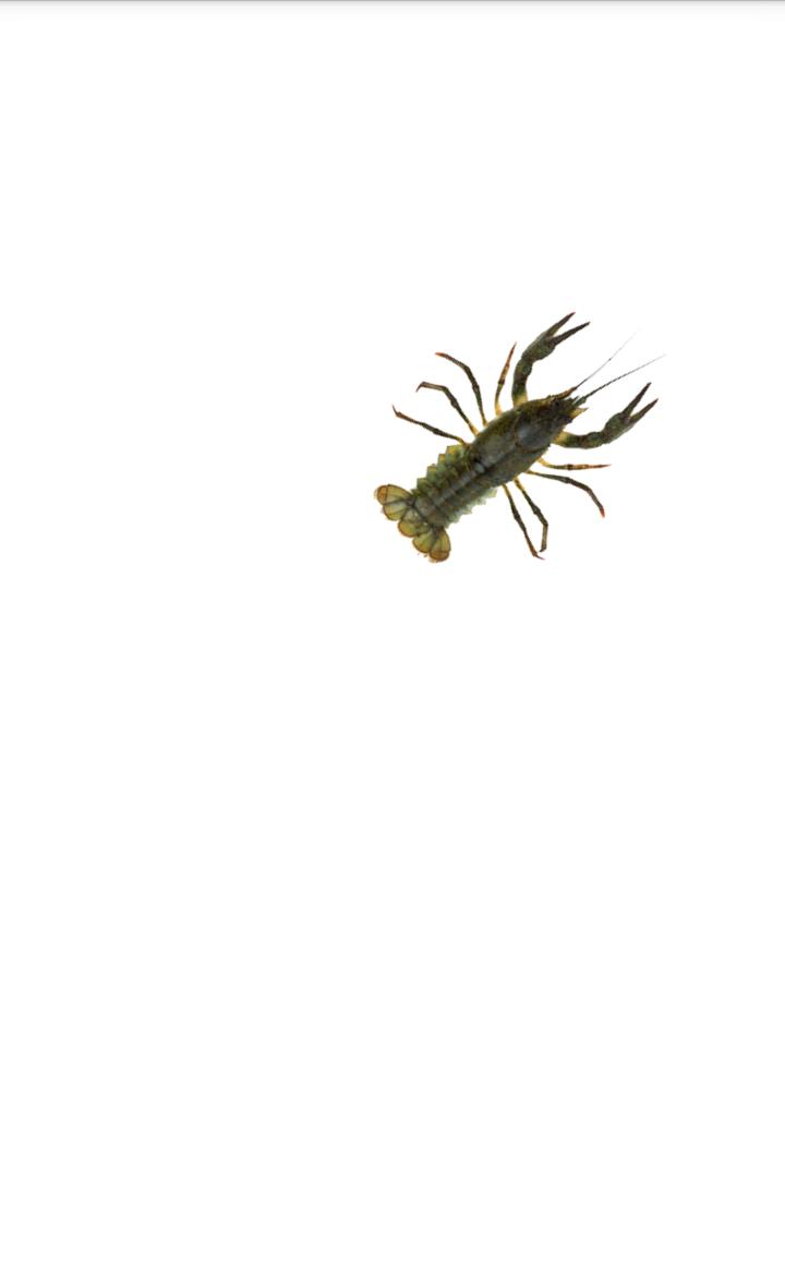 Crawfish simulator